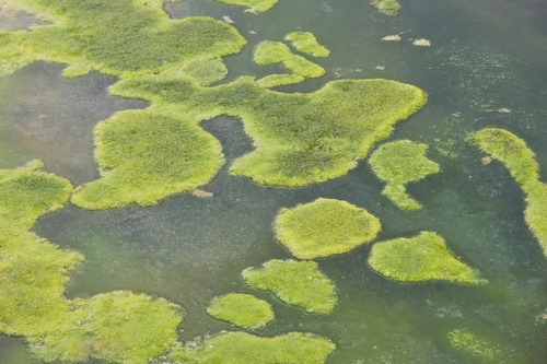 Reliable Kilgore algae control in TX near 75662