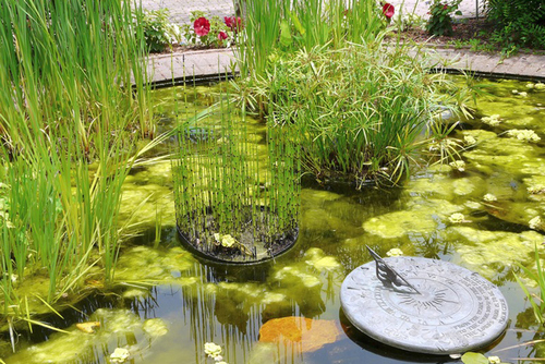 Expert Marshall algae control service in WA near 75670