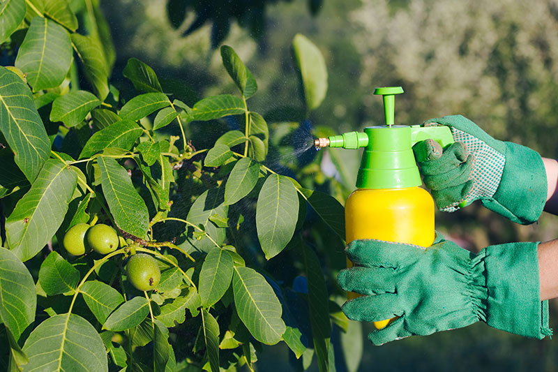 Herbicide-Longview-TX