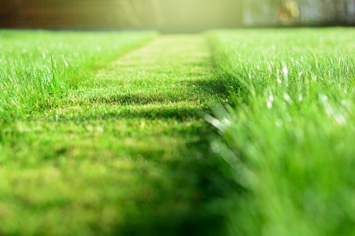 Professional Hallsville lawn treatment service in TX near 75650